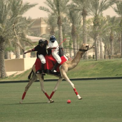 camel polo